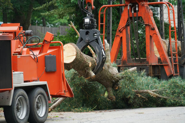 How Our Tree Care Process Works  in  Rockton, IL